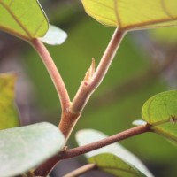 Ficus laevis Blume